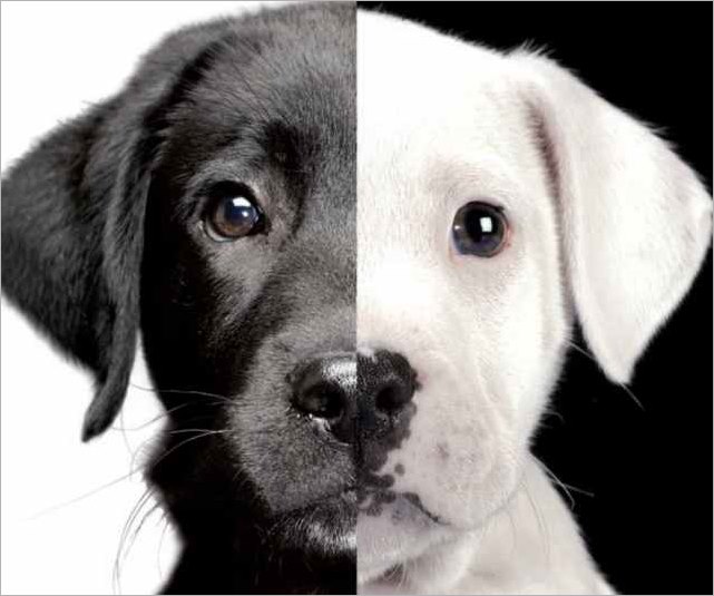 El síndrome del perro negro  Protectora de Animales de Malagón